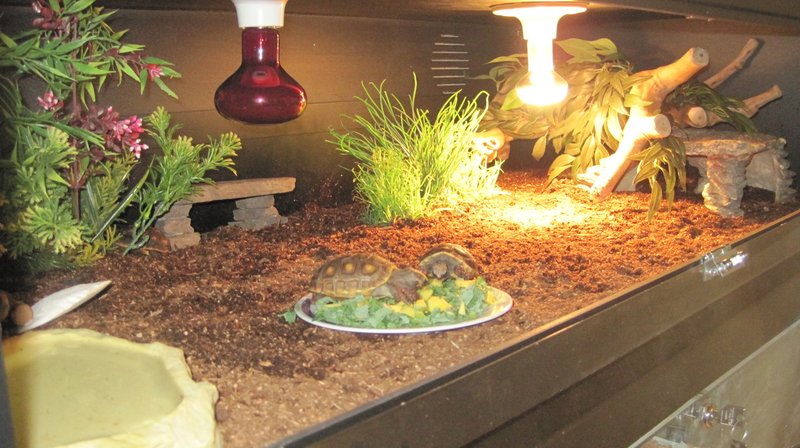 Housing The Red-Footed Tortoise: Best Enclosure Setup Guide