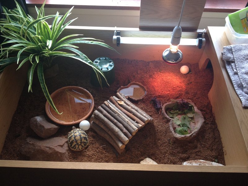 Housing The Russian Tortoise: Best Enclosure Setup Guide