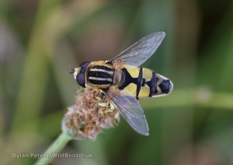 Hoverfly