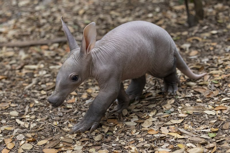 How Aardvarks Raise Their Young In The Wild