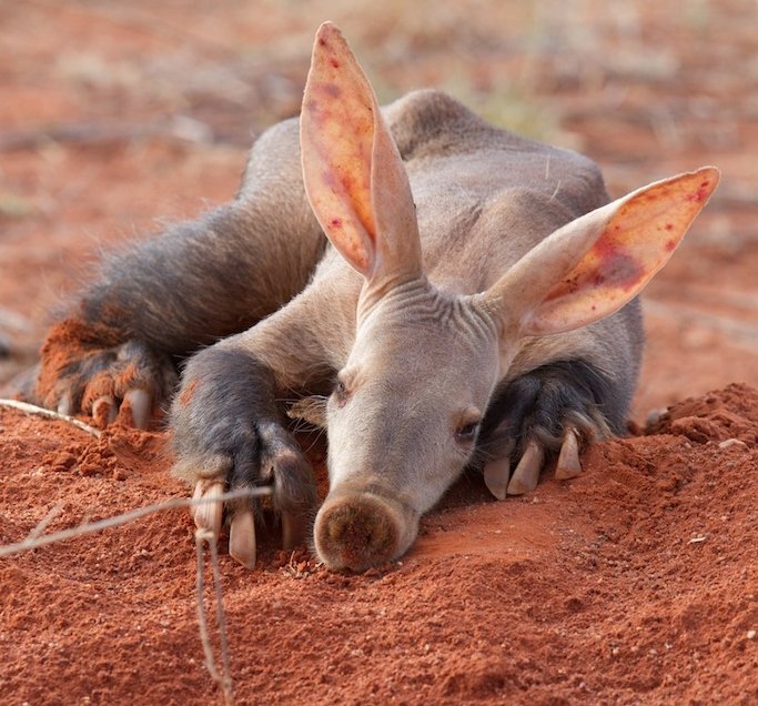 How Aardvarks Survive In Harsh Environments