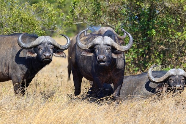 How African Buffalos Raise Their Young In The Wild