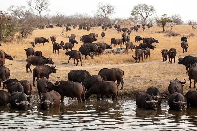 How African Buffalos Survive In Harsh Environments