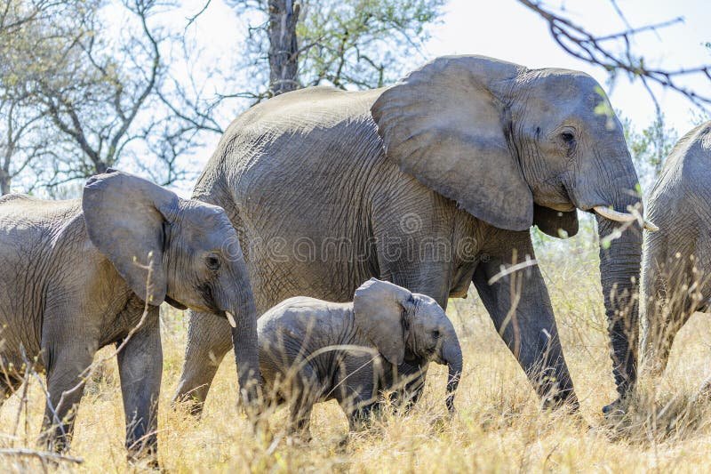 How African Bush Elephants Raise Their Young In The Wild
