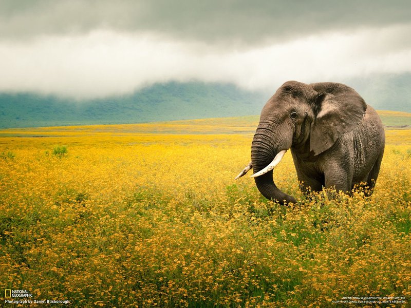 How African Bush Elephants Survive In Harsh Environments