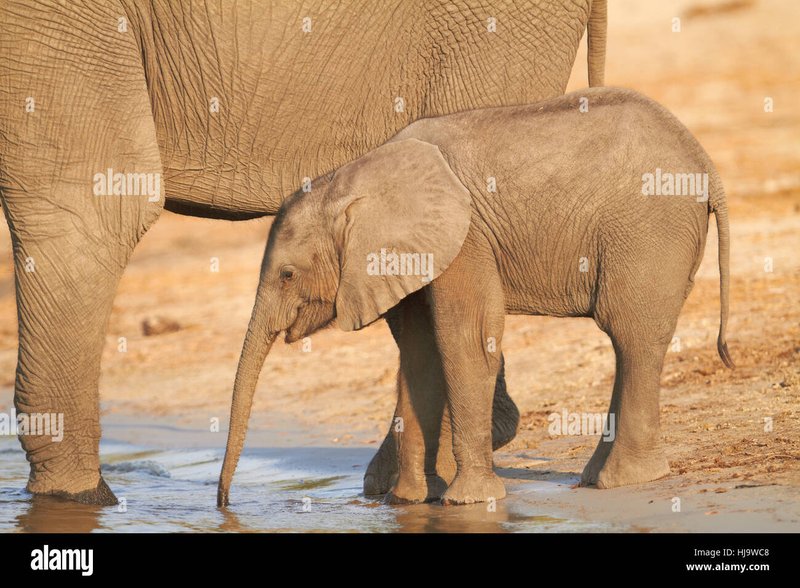 How African Elephants Raise Their Young In The Wild