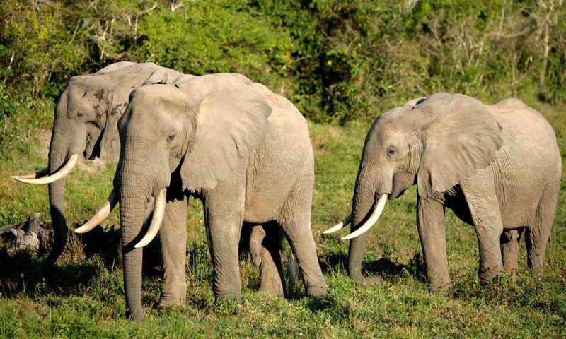 How African Forest Elephants Raise Their Young In The Wild