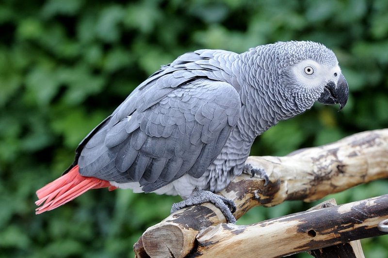 How African Grey Parrots Adapt To Their Environment