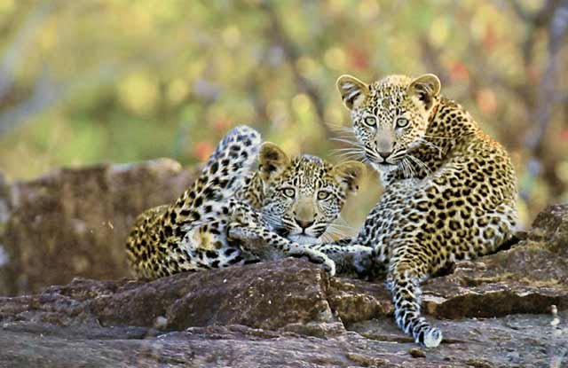 How African Leopards Raise Their Young In The Wild