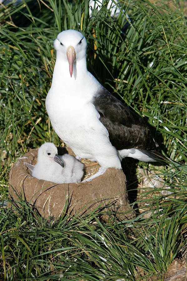 How Albatrosss Raise Their Young In The Wild