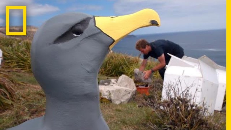 How Albatrosss Survive In Harsh Environments
