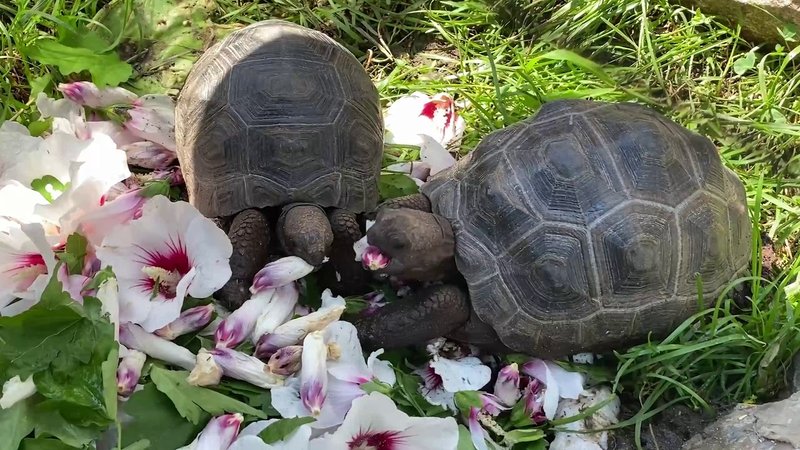 How Aldabra Giant Tortoises Raise Their Young In The Wild