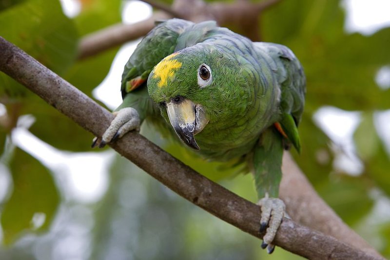 How Amazon Parrots Adapt To Their Environment