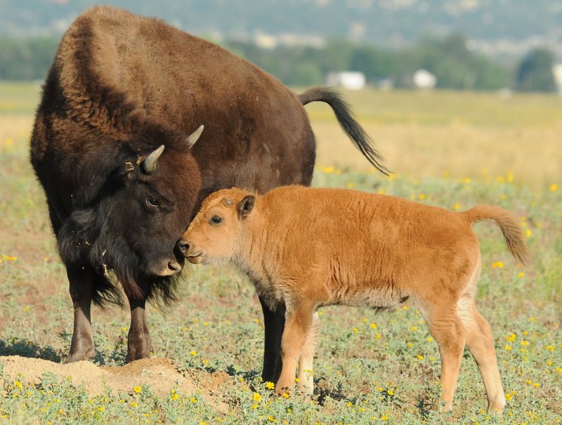 How American Bisons Survive In Harsh Environments
