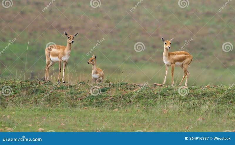 How Antelopes Raise Their Young In The Wild