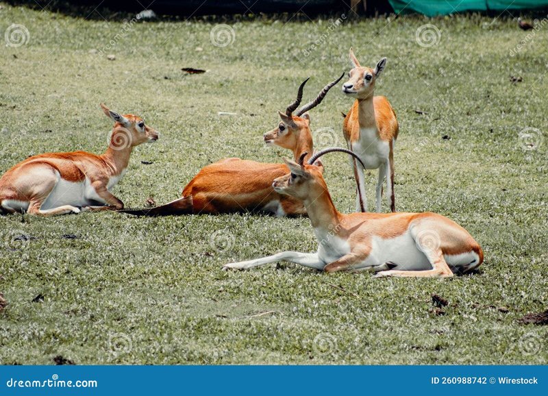 How Antelopes Survive In Harsh Environments