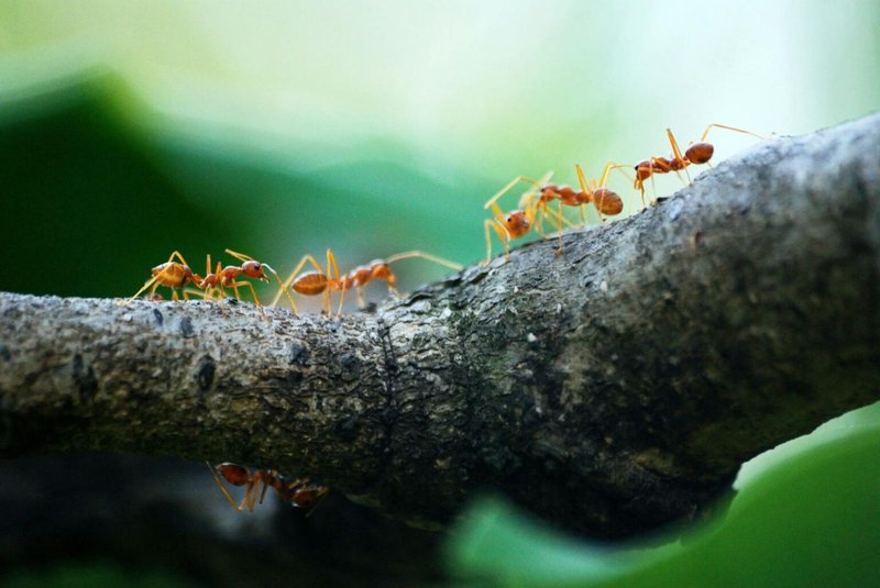 How Ants Communicate And Interact
