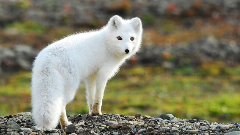 How Arctic Foxs Survive In Harsh Environments