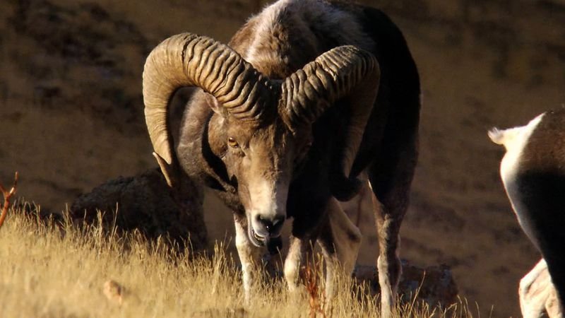 How Argalis Raise Their Young In The Wild