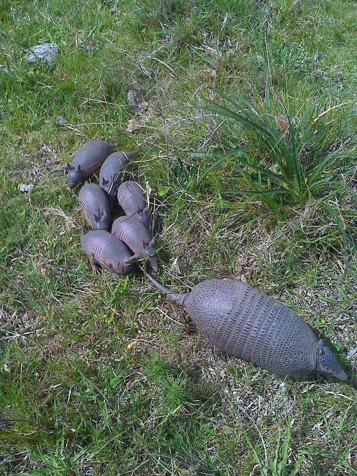 How Armadillos Raise Their Young In The Wild