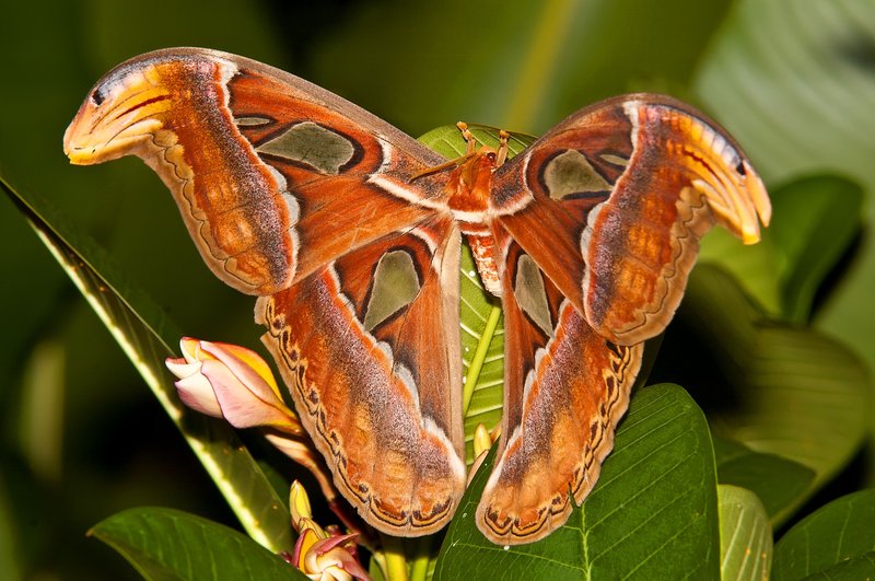 How Atlas Moths Communicate And Interact