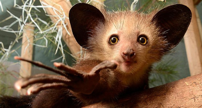 How Aye-Ayes Raise Their Young In The Wild
