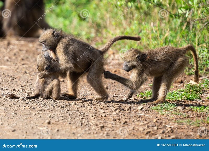 How Baboons Raise Their Young In The Wild