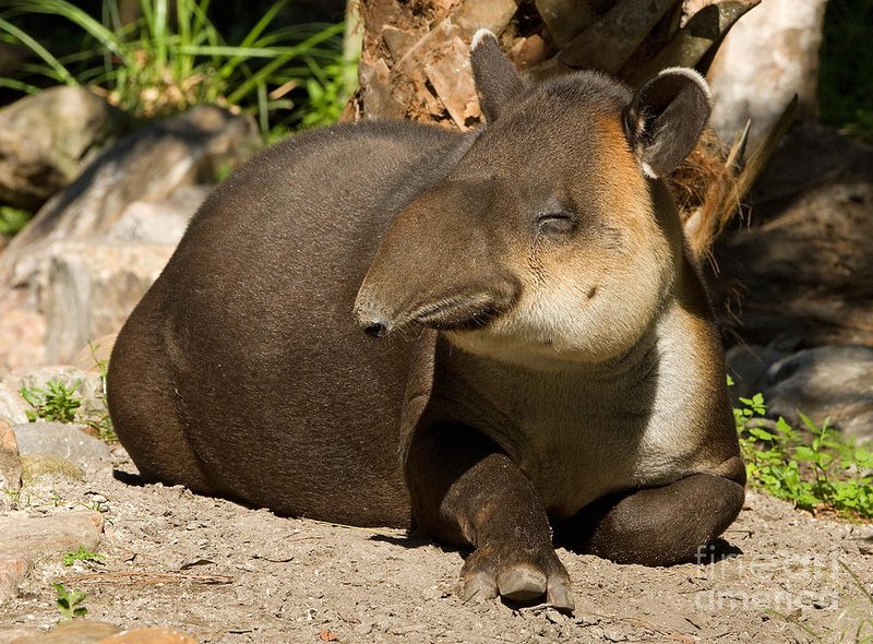 How Baird'S Tapirs Raise Their Young In The Wild