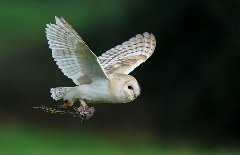 How Barn Owls Adapt To Their Environment