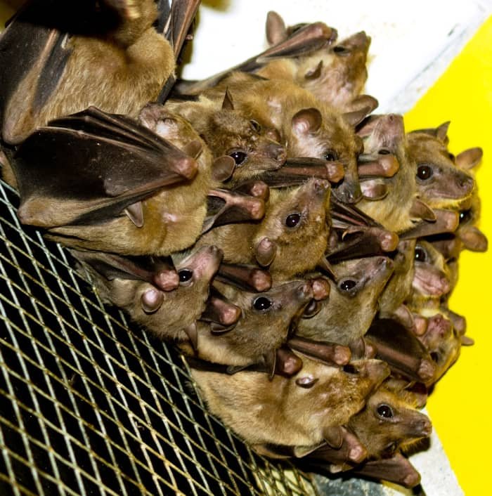 How Bats Raise Their Young In The Wild
