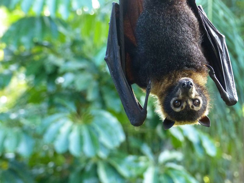 How Bats Survive In Harsh Environments