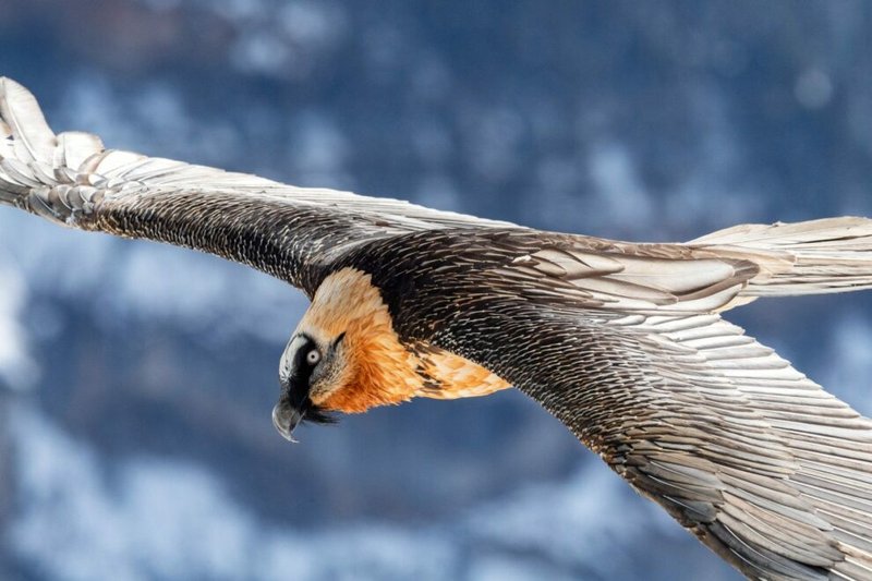 How Bearded Vultures Adapt To Their Environment