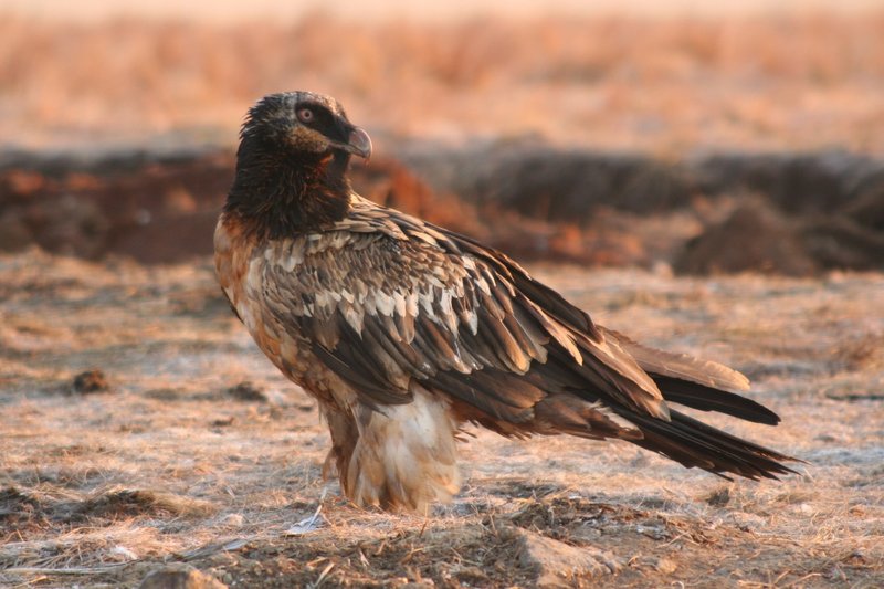 How Bearded Vultures Raise Their Young In The Wild