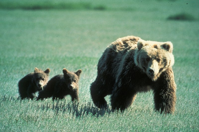 How Bears Raise Their Young In The Wild