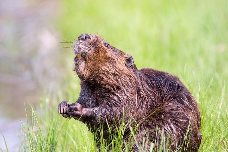 How Beavers Raise Their Young In The Wild
