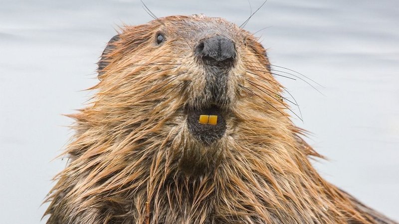 How Beavers Survive In Harsh Environments