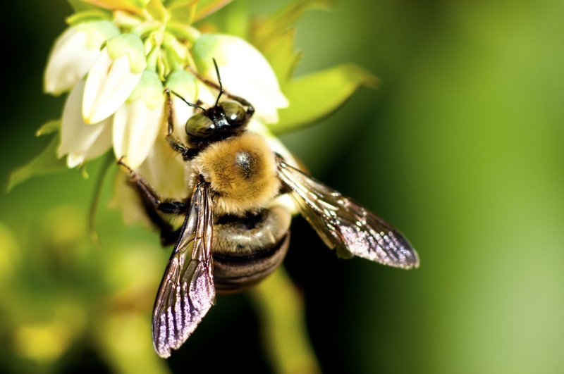 How Bees Communicate And Interact