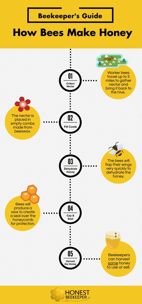 How Bees Make Honey Â€“ Step By Step Guide