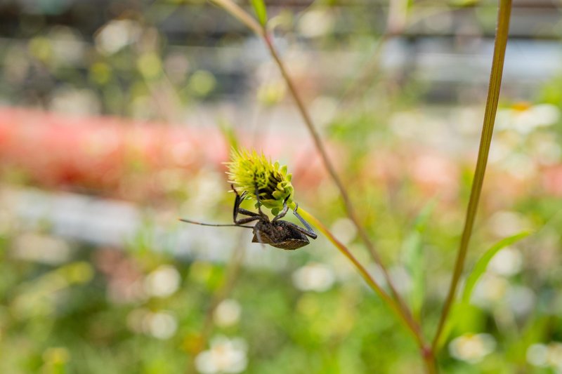 How Beetles Communicate And Interact