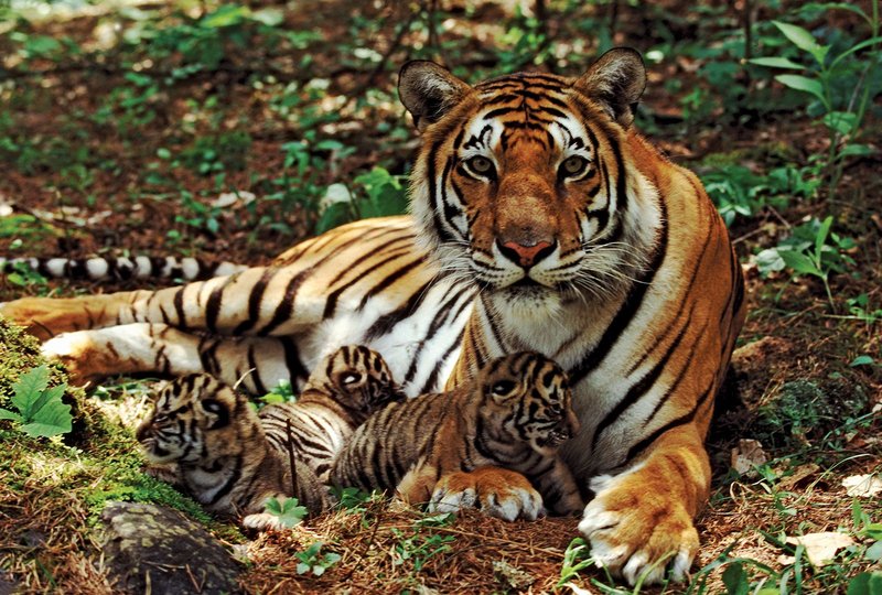 How Bengal Tigers Raise Their Young In The Wild
