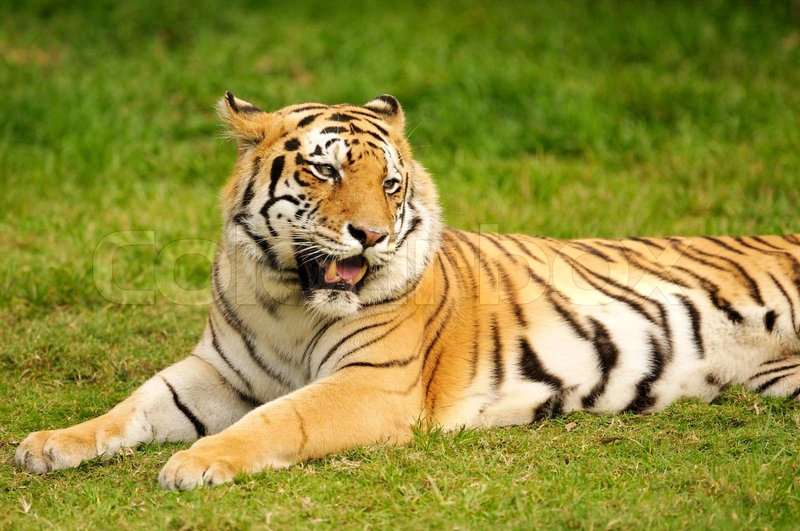 How Bengal Tigers Survive In Harsh Environments