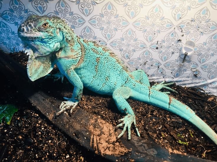 How Big Does A Blue Iguana Get? Size And Enclosure Requirements