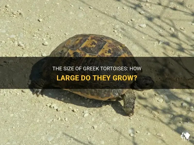 How Big Does A Greek Tortoise Get?