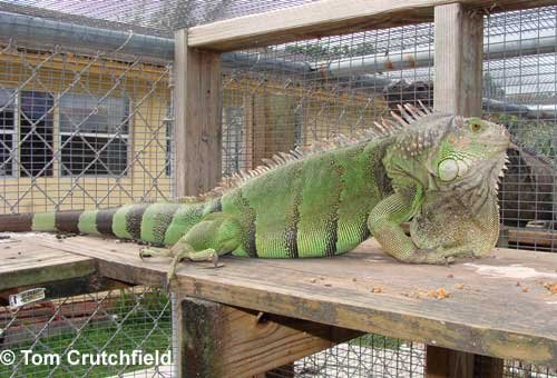 How Big Does A Green Iguana Get? Size And Enclosure Requirements