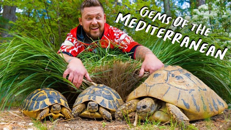 How Big Does A Hermann'S Tortoise Get?