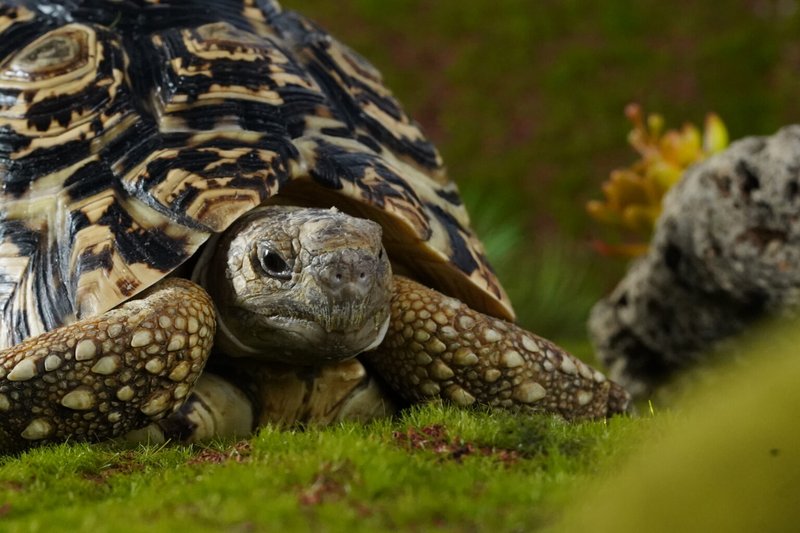 How Big Does A Leopard Tortoise Get?
