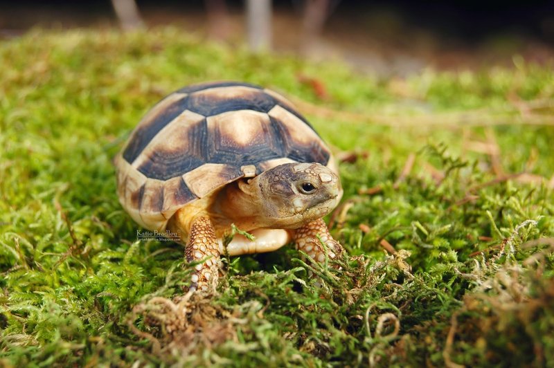 How Big Does A Marginated Tortoise Get?