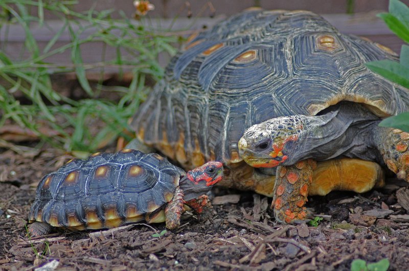 How Big Does A Red-Footed Tortoise Get?