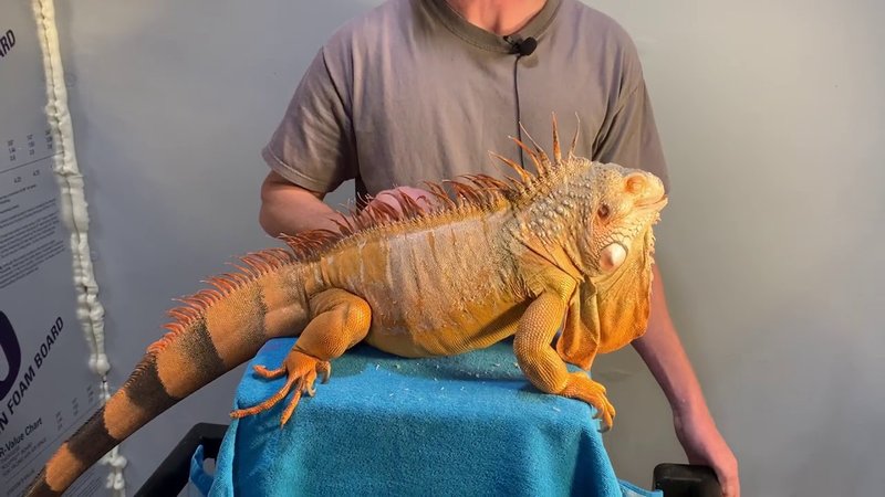 How Big Does A Red Iguana Get? Size And Enclosure Requirements