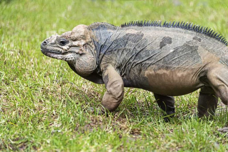 How Big Does A Rhino Iguana Get? Size And Enclosure Requirements